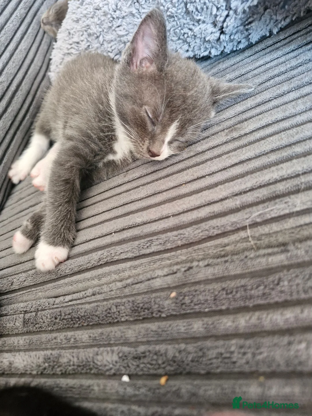 Mixed Breed cats for sale: 2 female kittens  in Waterlooville - Advert 2