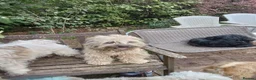 Mixed Breed dogs for sale: Unusual maltispitz seeking loving home  - Advert 1