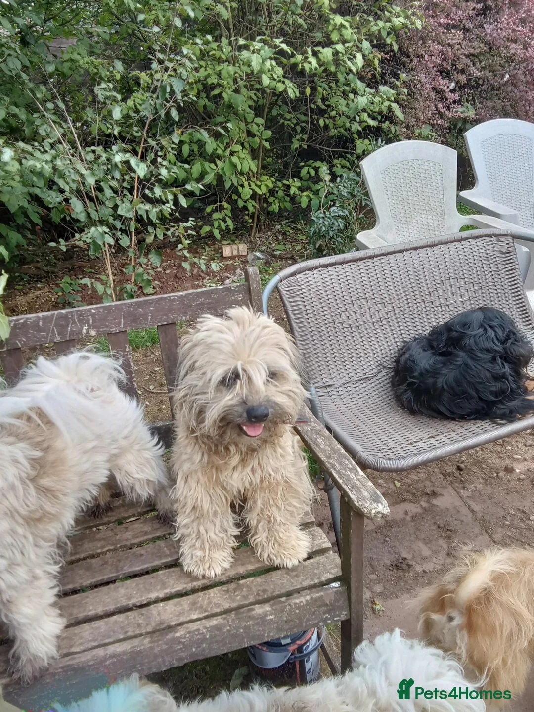 Mixed Breed dogs for sale: Unusual maltispitz seeking loving home  - Advert 1
