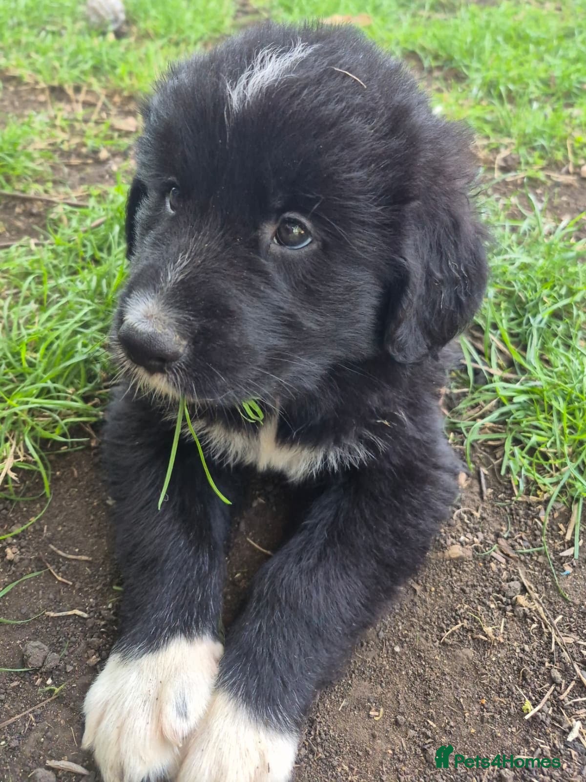 Mixed Breed dogs Golden Pyrenees- Golden Retriever x Pyrenean - Advert 1