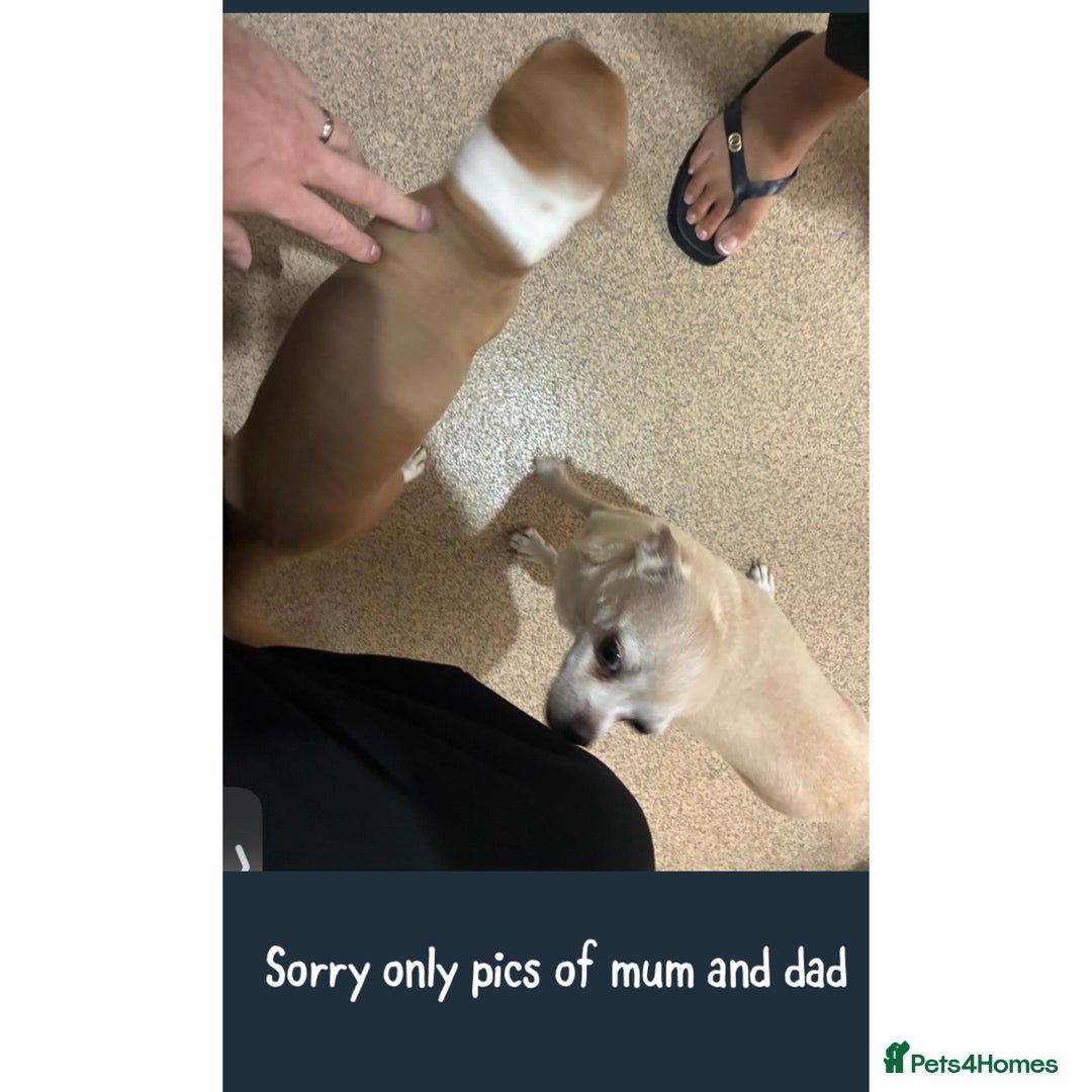 Chihuahua dogs for sale: co 15-Week-Old Chihuahua Puppy - Nancy  - Image 8