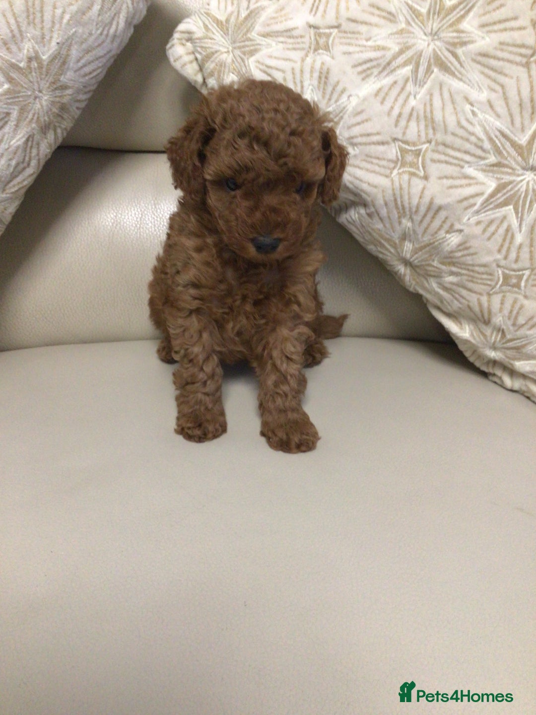 Poodle dogs for sale: Toy poodles red and apricot  - Advert 5