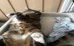 Bengal cats for sale: ****** for rehoming  - Image 4