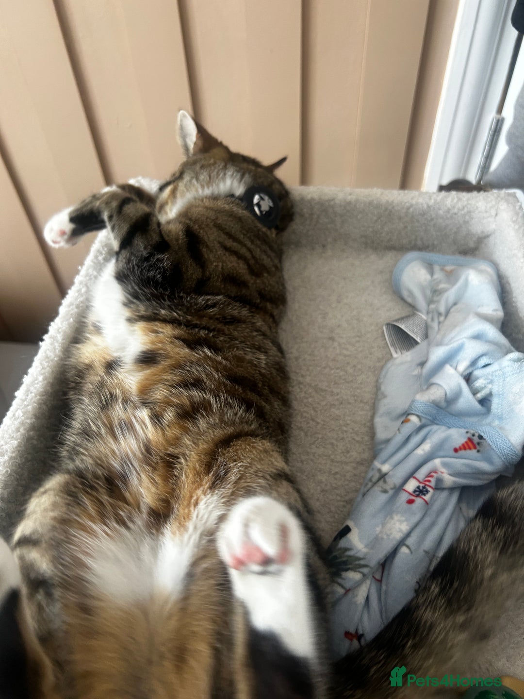 Bengal cats for sale: ****** for rehoming  - Image 4