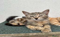 Mixed Breed cats for sale: Amazing kittens  - Image 11