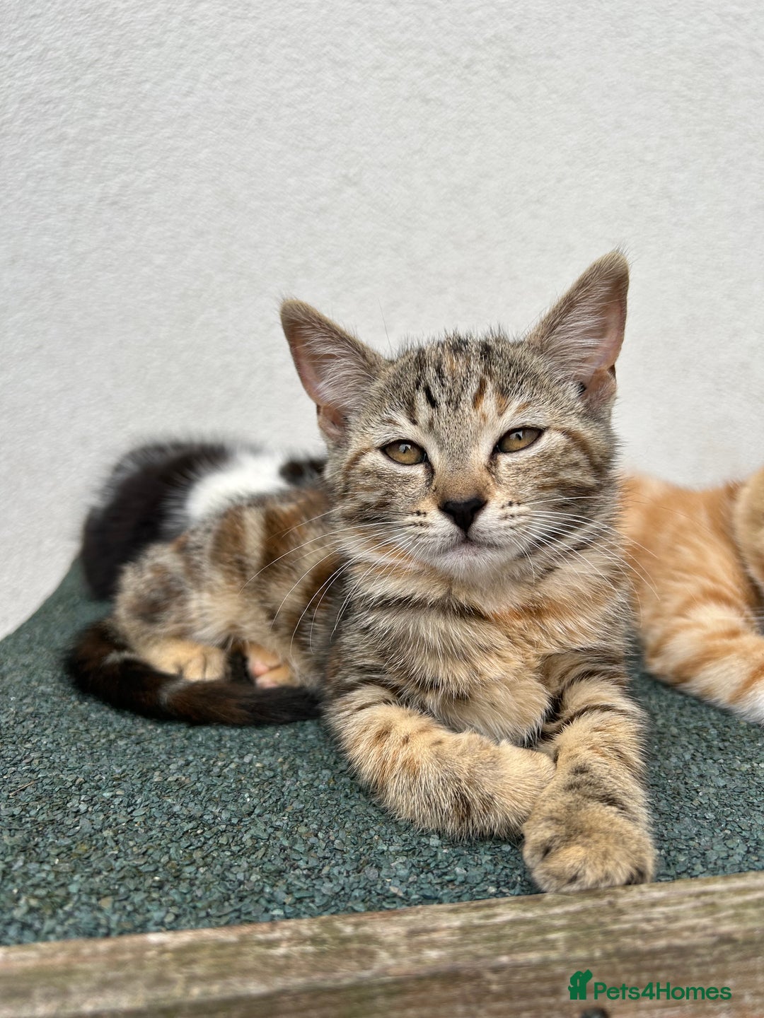 Mixed Breed cats for sale: Amazing kittens  - Image 11