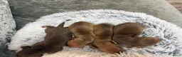 Miniature Dachshund dogs for sale: 4 beautiful boys available  in Wigan - Advert 9