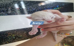 Maine Coon cats for sale: Maincoon kittens - Image 10