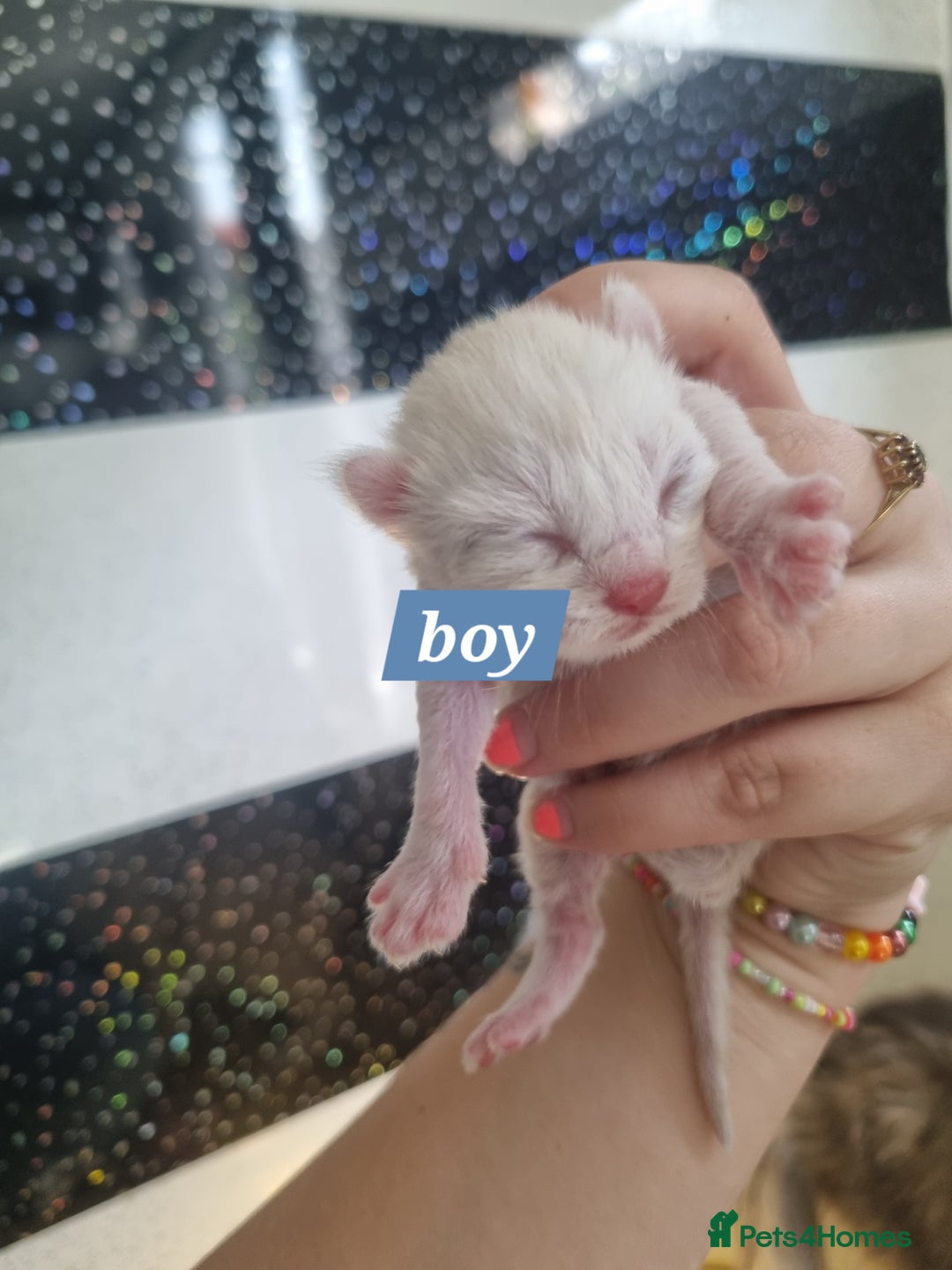 Maine Coon cats for sale: Maincoon kittens - Image 10
