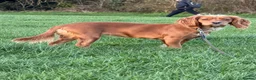 Cocker Spaniel dogs for sale: Red cocker spaniel  - Advert 7