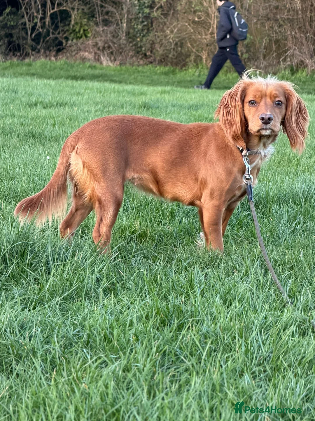 Cocker Spaniel dogs for sale: Red cocker spaniel  - Advert 7