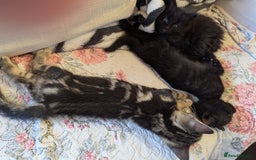 Bombay cats for sale: Different prices Bombay X long hair  - Image 28