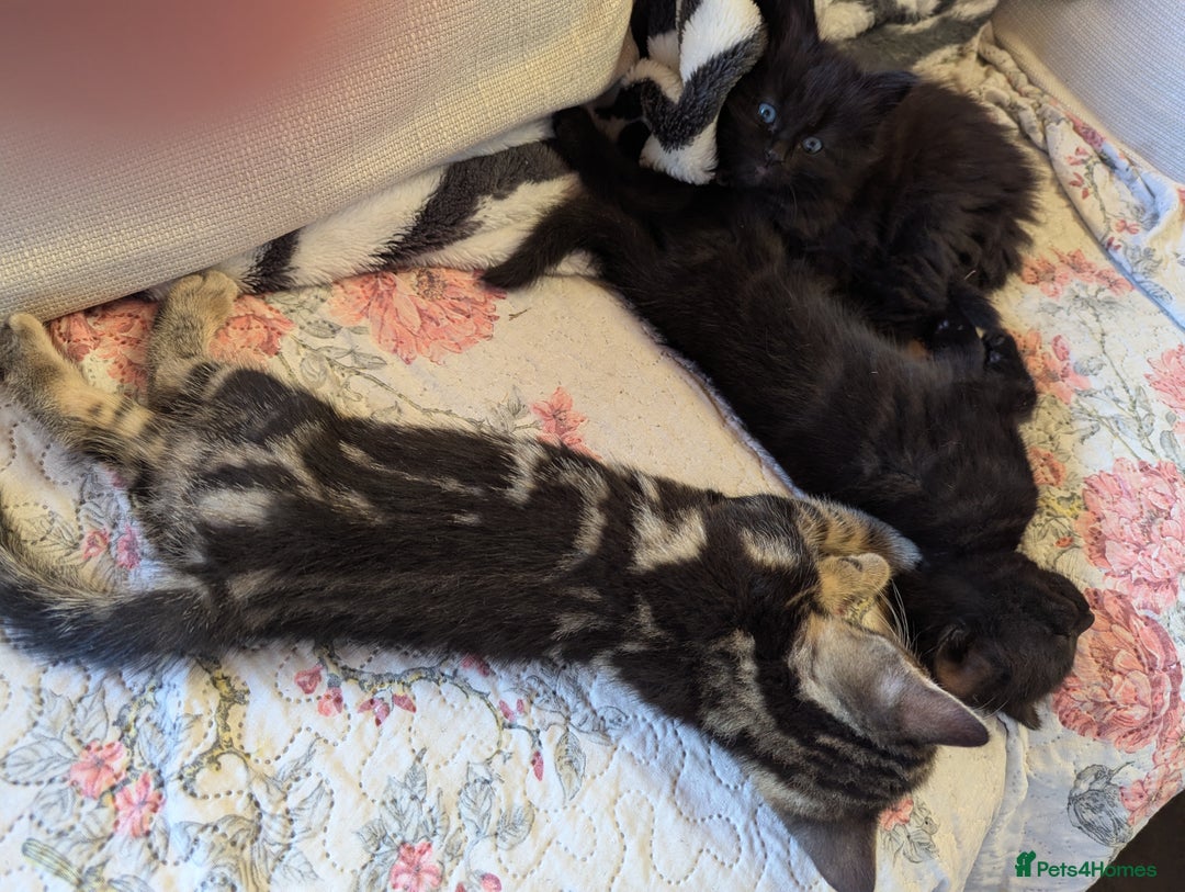 Bombay cats for sale: Different prices Bombay X long hair  - Image 28