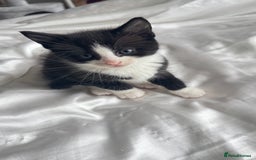 Mixed Breed cats for sale: Adorable 6 week Kittens Looking for Loving Homes! - Image 3