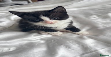 Mixed Breed cats - Advert 15