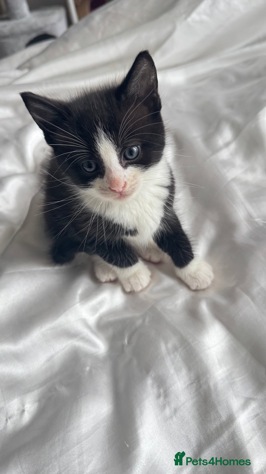Mixed Breed cats for sale: Adorable 6 week Kittens Looking for Loving Homes! - Image 3