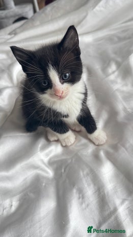 Mixed Breed cats for sale - Advert 1