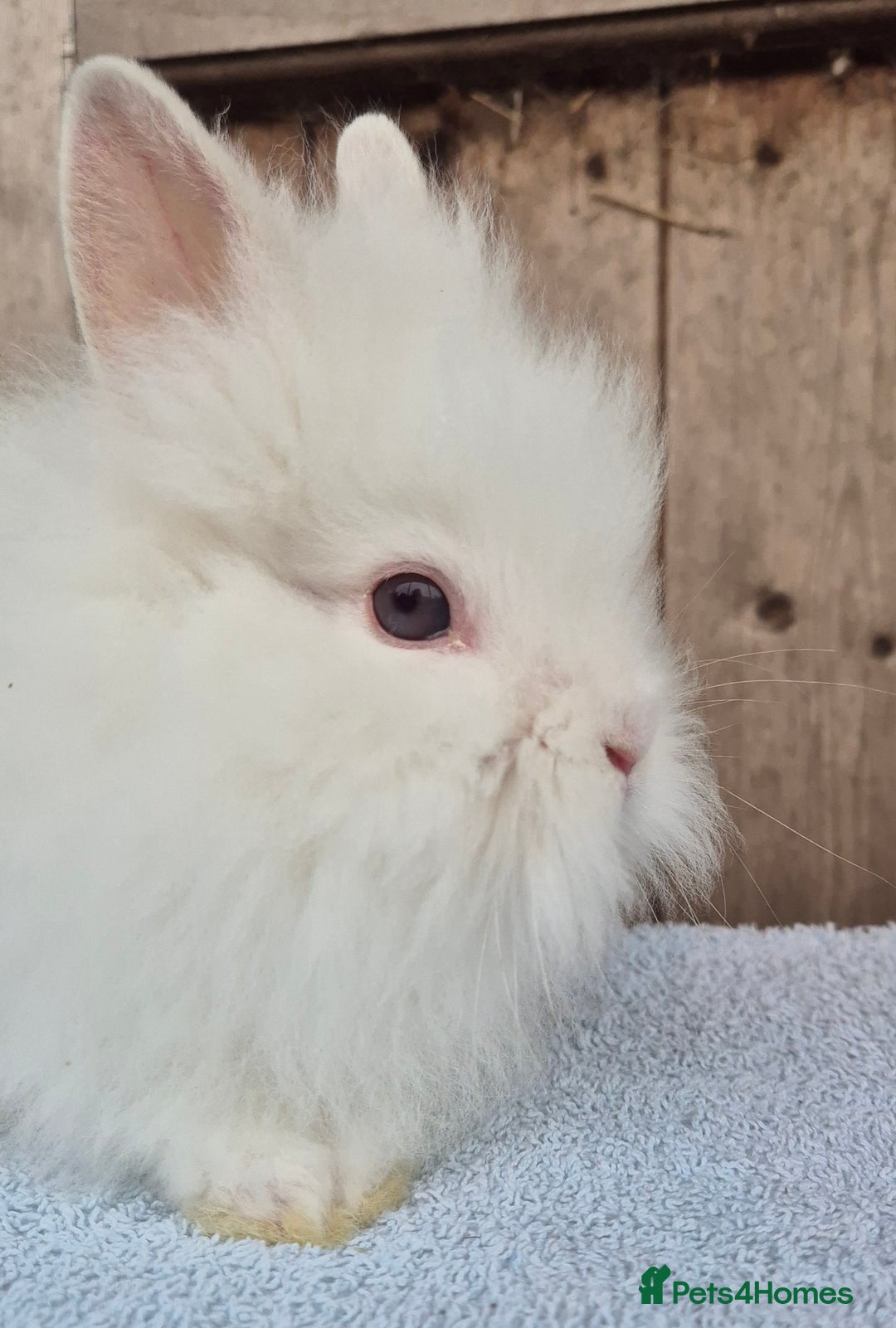 Lionhead rabbits for sale: Lion head babys ready now  - Image 4