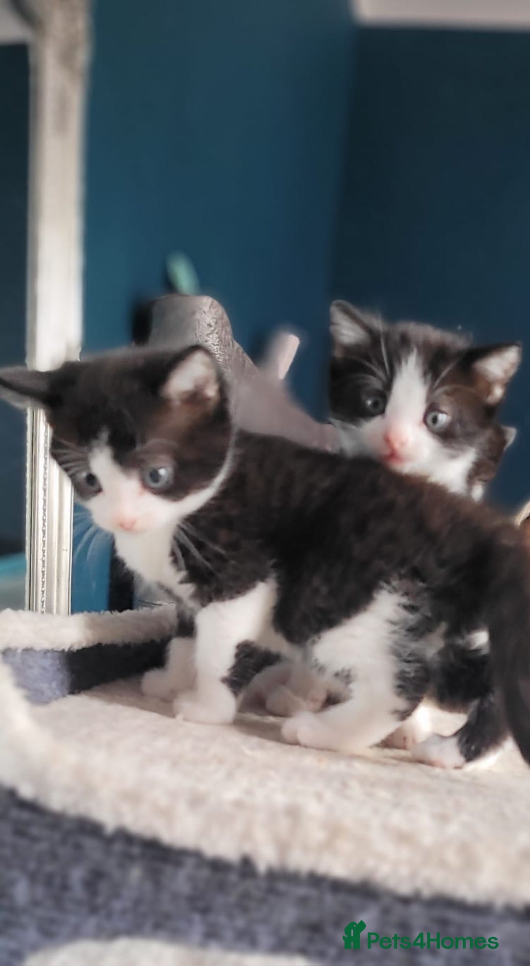 Mixed Breed cats for sale: Kittens looking for loving forever home - Image 4