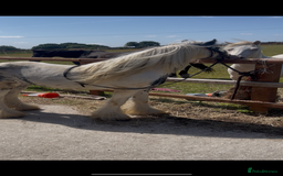 Irish Cob horses for sale: beautiful kids pony project ❤️ - Image 6