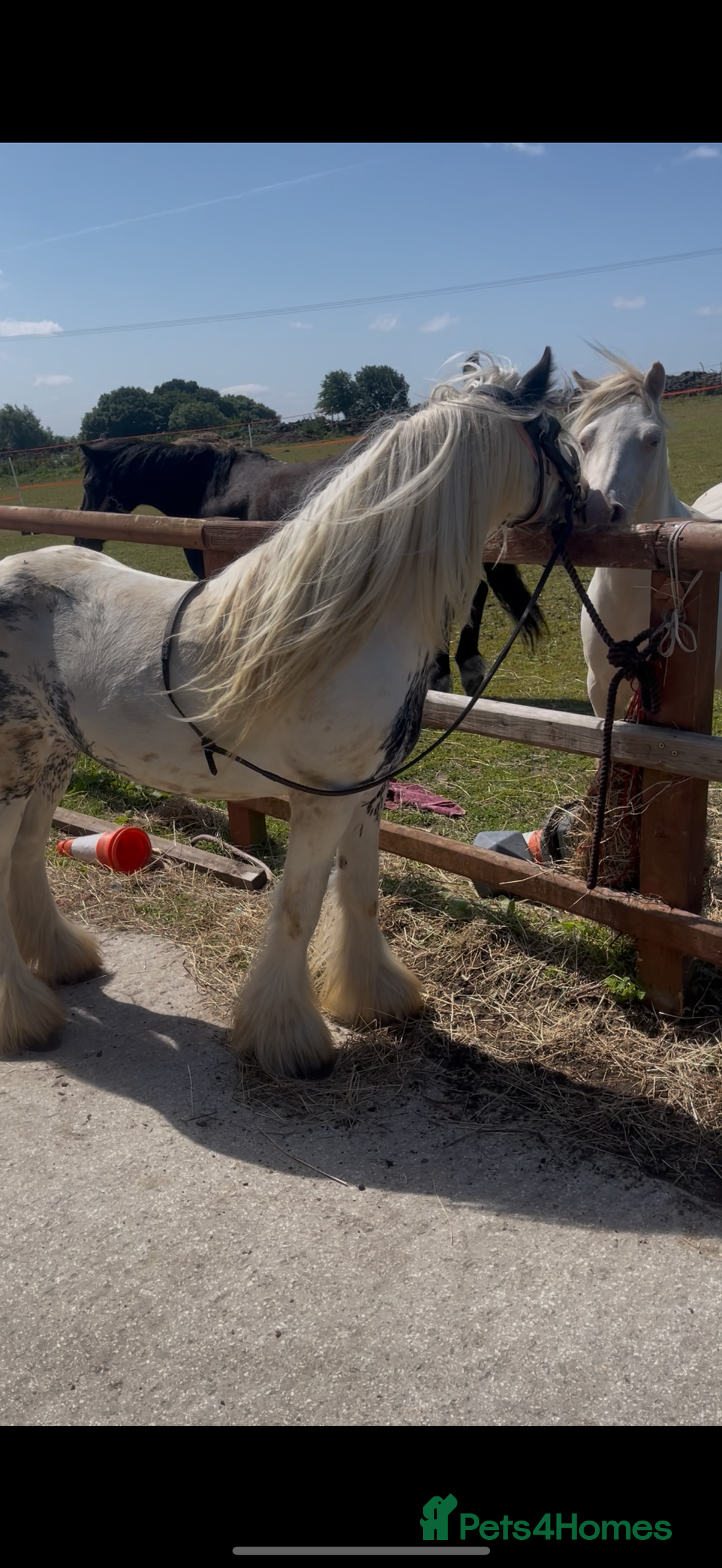 Irish Cob horses for sale: beautiful kids pony project ❤️ - Image 6