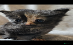 Maine Coon cats for sale: Beautiful supper fluffy mainecoon cross kittens - Image 7
