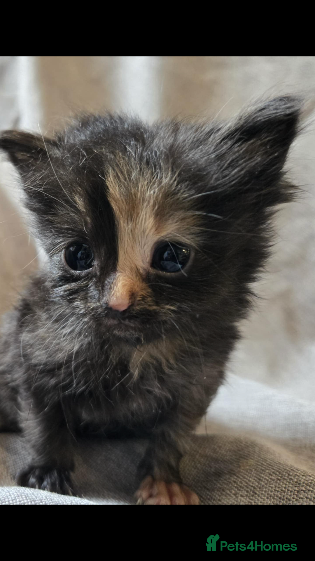 Maine Coon cats for sale: Beautiful supper fluffy mainecoon cross kittens - Image 7