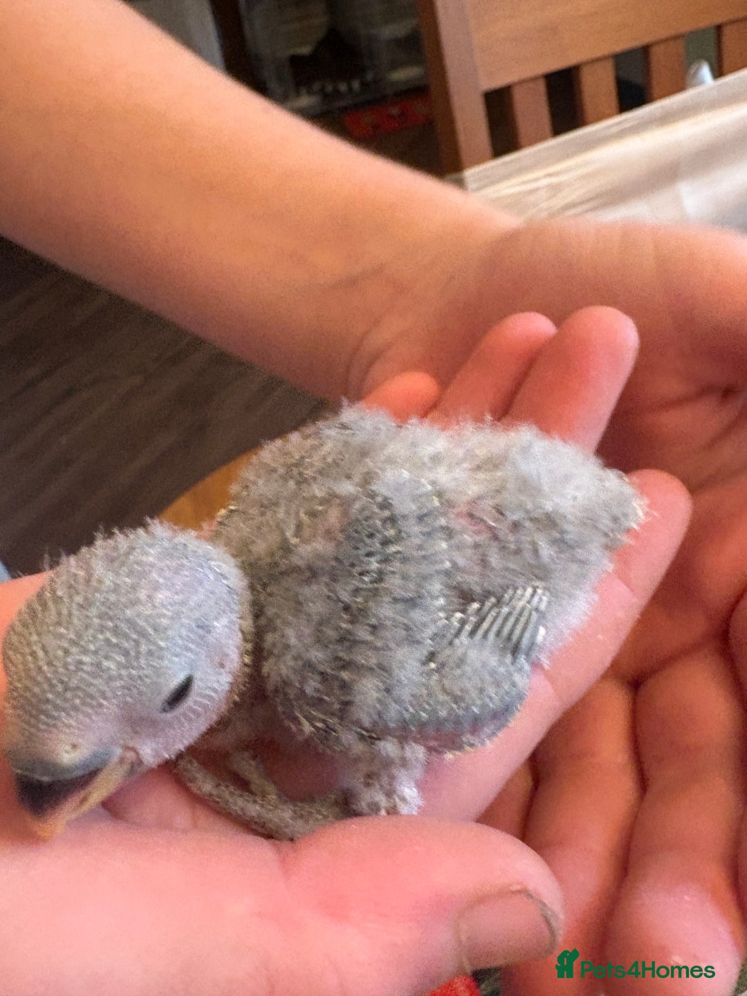 Lovebirds birds for sale: Lovebird babies - friendly chicks - Advert 3