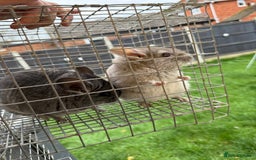 Chinchilla rodents for sale: Males and female chinchillas.  - Advert 22
