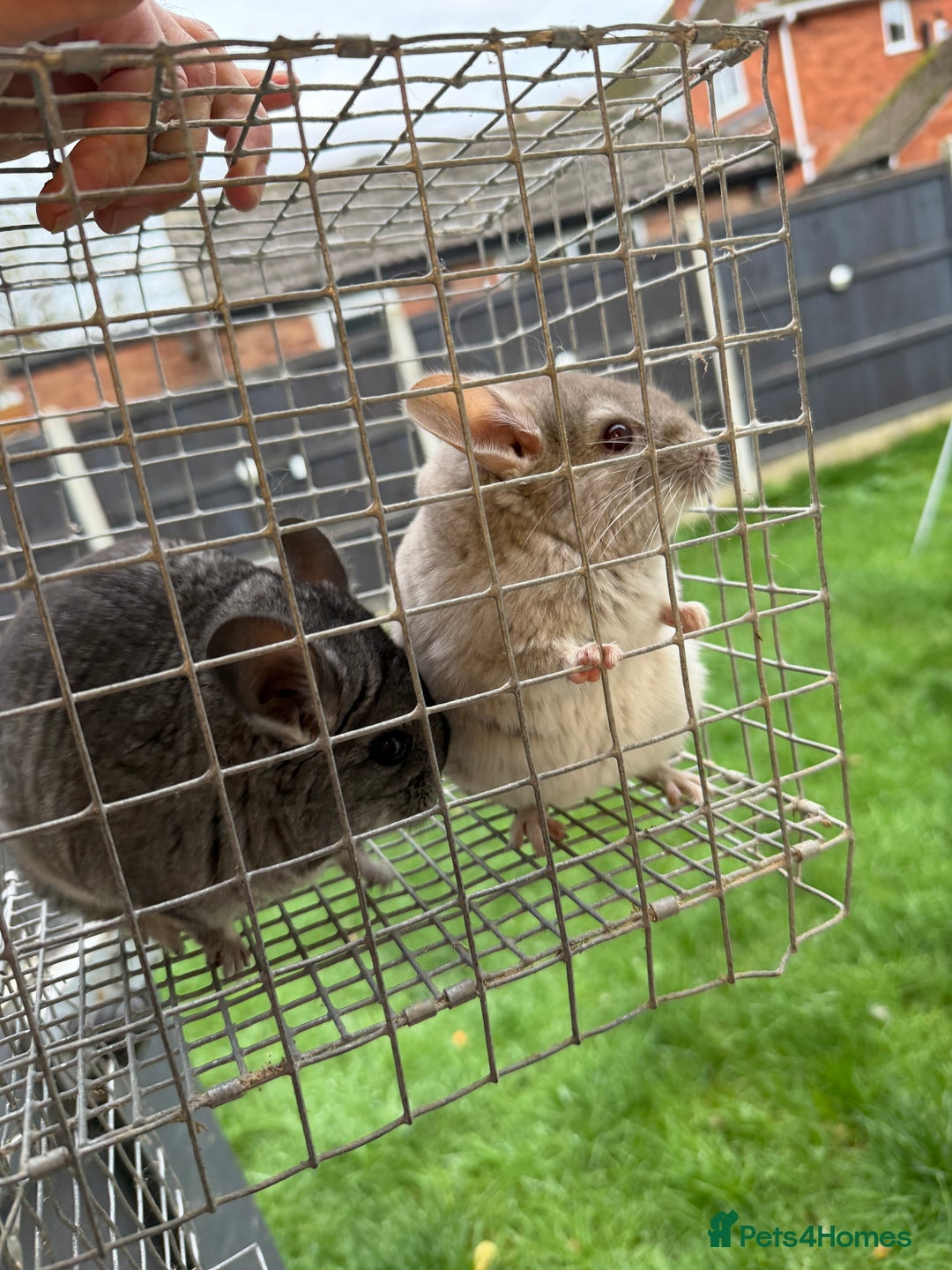 Chinchilla rodents for sale: Males and female chinchillas.  - Advert 22