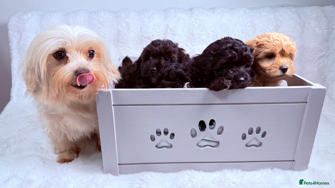 Maltipoo dogs for sale: ✨ Adorable Maltipoo Puppies Ready for New Homes ✨ - Image 9