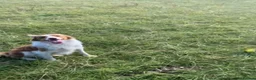 Border Collie dogs for sale: Beautiful Border Collies, proven agility obedience - Advert 11