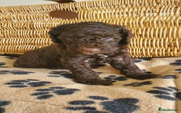 Cockapoo dogs for sale: Two coloured stunning Cockapoos available - Image 5