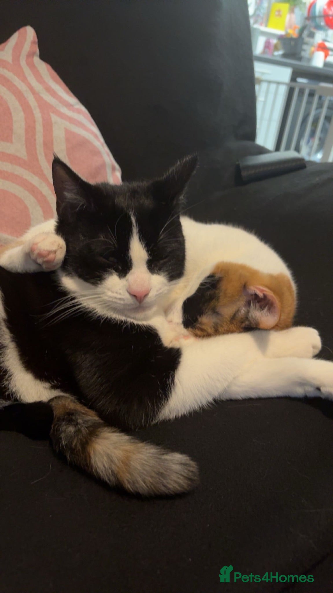British Shorthair cats girl , tortoise shell , boy , black and white  - Advert 18