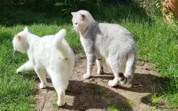 British Shorthair cats for stud: Silver Ticked Tabby British Shorthair GGCF Stud - Image 1