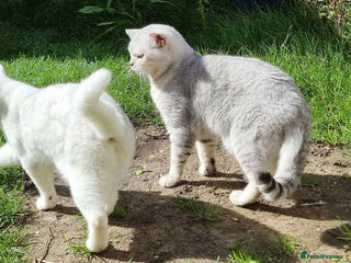 British Shorthair cats - Advert 15