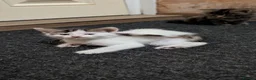 Mixed Breed cats for sale: Very nice kittens for sale😀❤️ - Advert 16