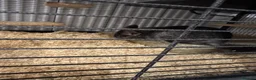 Chinchilla rodents for sale: Bonded Male Chinchillas (3 Yrs) + Everything in York - Advert 4