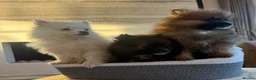 Pomeranian dogs for sale: Pomeranian in Widnes - Advert 2