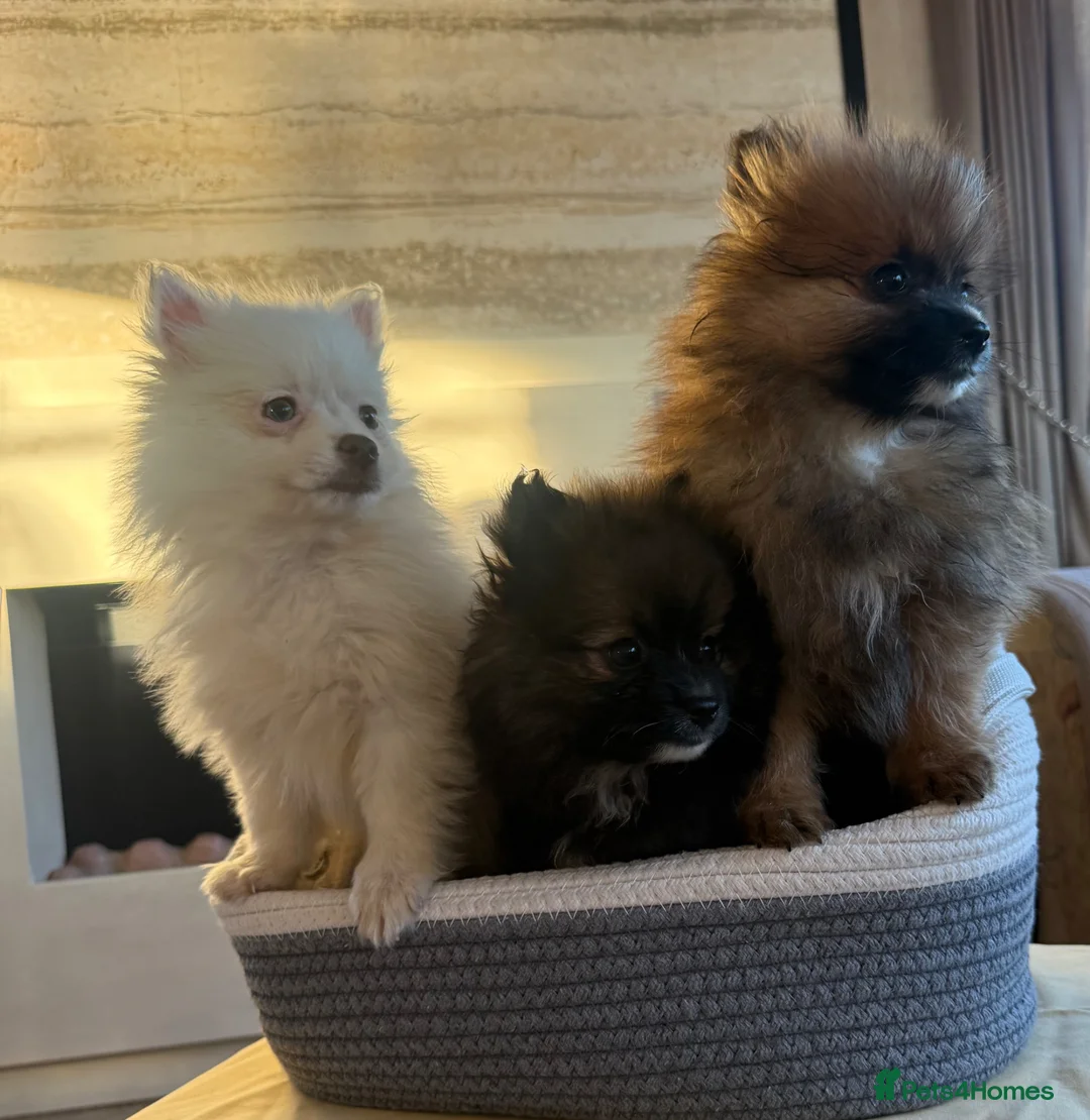 Pomeranian dogs for sale: Pomeranian in Widnes - Advert 2
