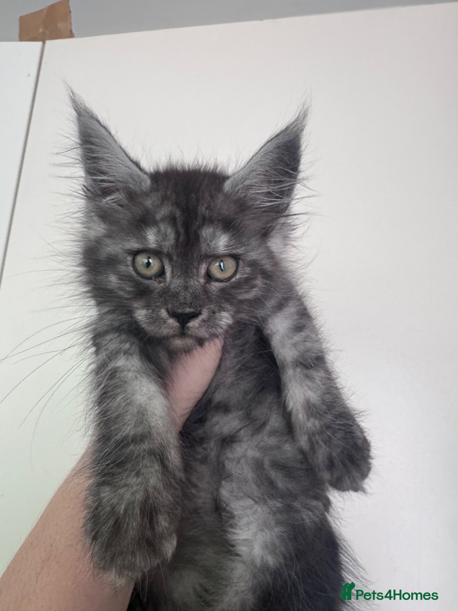 Maine Coon cats Maine Coon active kittens Black smoke female - Advert 1