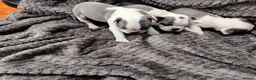 Boston Terrier dogs for sale: 6 beautiful Boston  - Advert 3