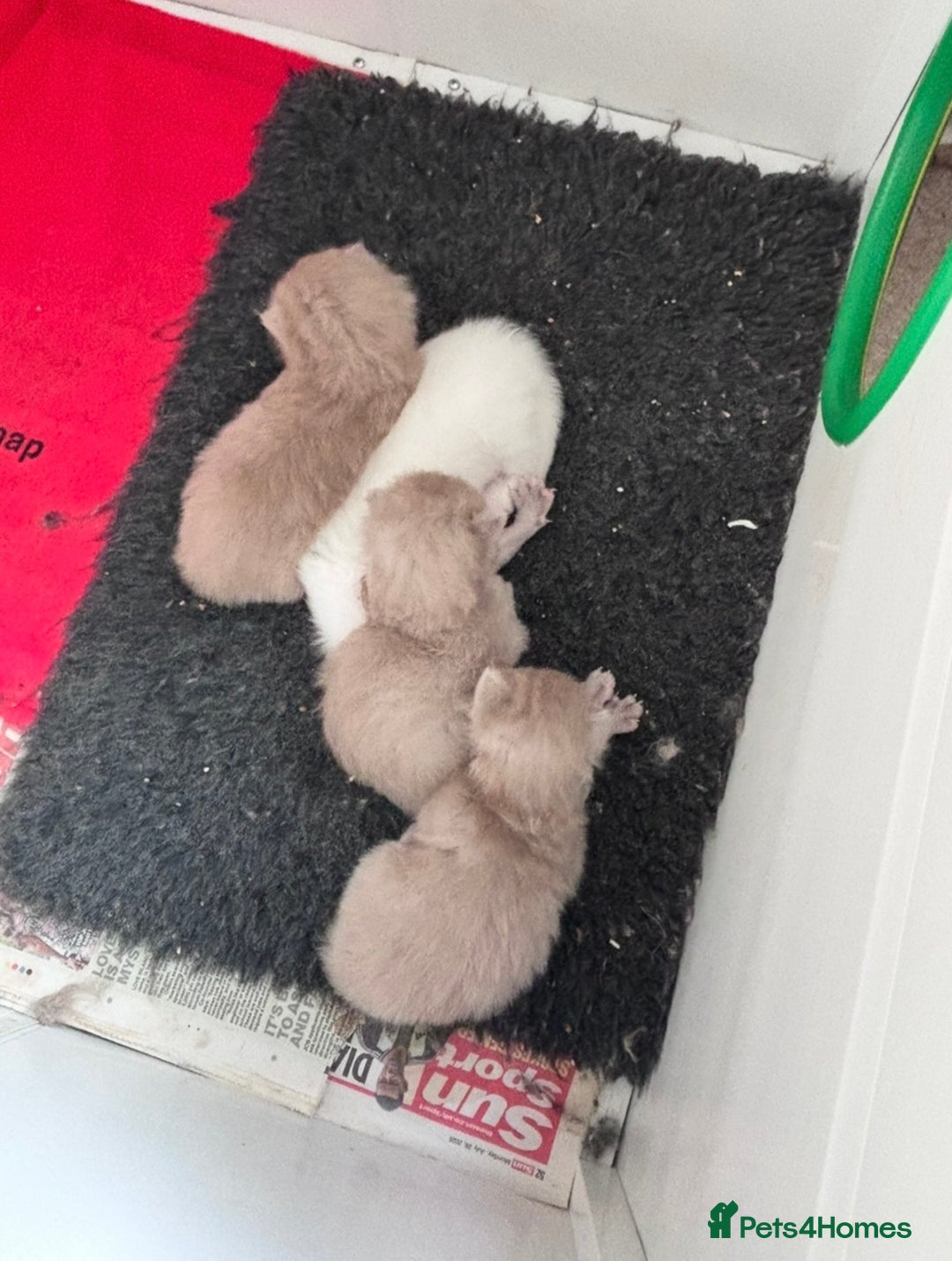 Ragdoll cats for sale: RARE PURE BRED FAWN RAGDOLL BABIES - Advert 17