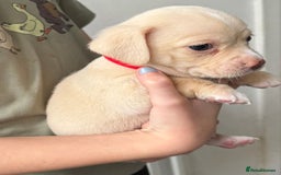 Pomchi dogs for sale: Beautiful Pomchi puppies  - Image 13