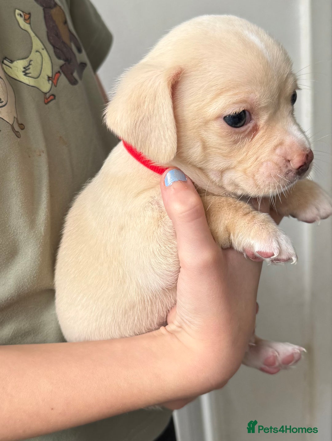 Pomchi dogs for sale: Beautiful Pomchi puppies  - Image 13