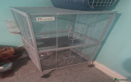Ferret rodents for sale: Ferret - Image 3