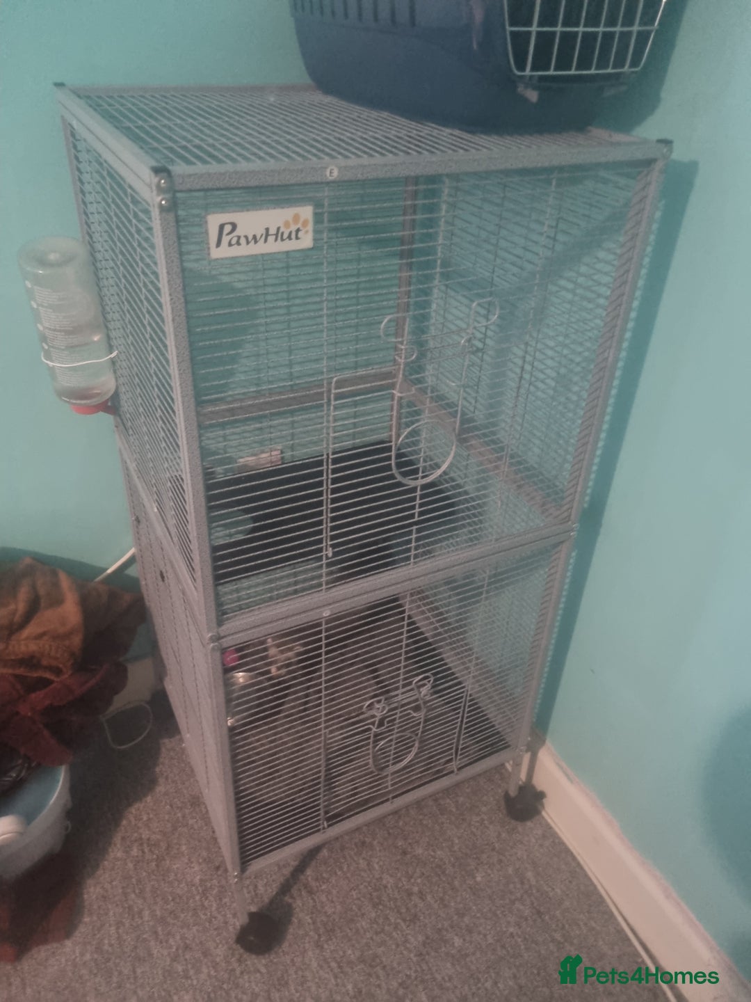 Ferret rodents for sale: Ferret - Image 3