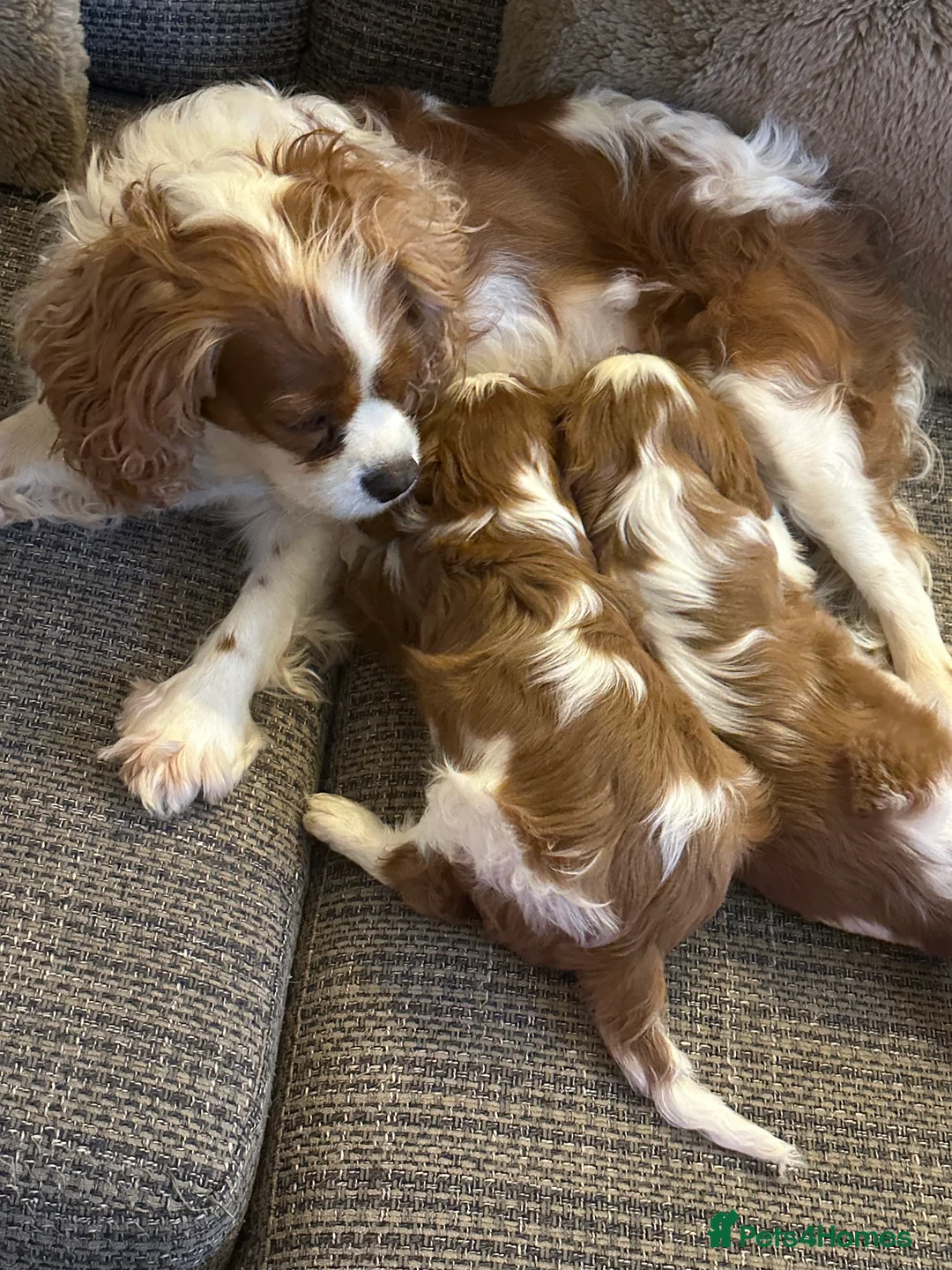 Cavalier King Charles Spaniel dogs for sale: King Charles Cavalier BOY Champion  - Advert 17