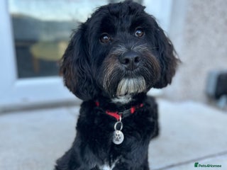 Cockapoo dogs - Advert 42