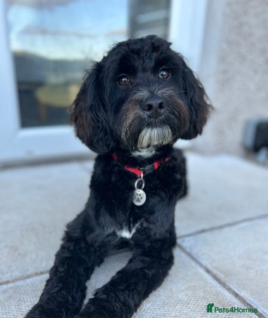 Fantom Cockapoo Phantom Cockapoo Dogs For Sale Cockapoo Dogs Phantom Cockapoo Puppies ...